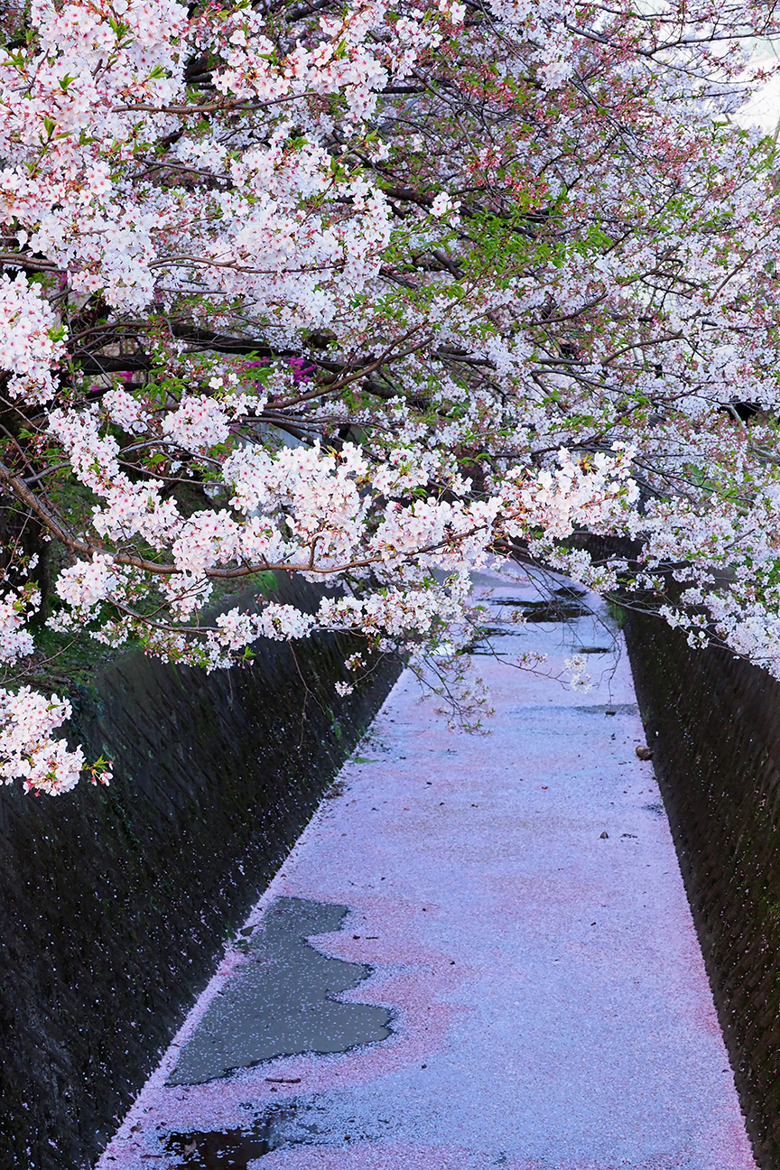 藻器堀川